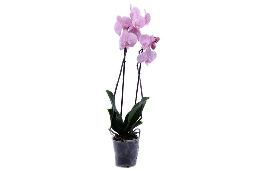 Орхидея в горшке Орхидея Фаленопсис нежно-розовая 2ст